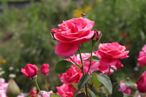 Rosa Flor Flores Bonitas Foto Gratis En Pixabay Pixabay