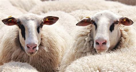 11 Things To Know About Wool Types Of Wool