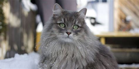 Blue point cats have gray points, and there can be many more varieties. 6 Most Beautiful Grey Cat Breeds That You Will Like - Disk ...