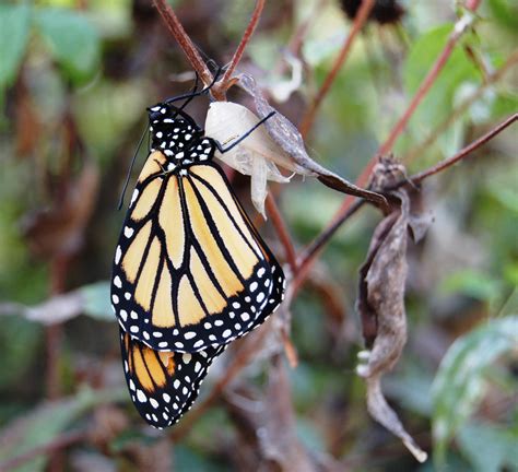 A Silent Fall Vanishing Monarchs Schuylkill Center For Environmental