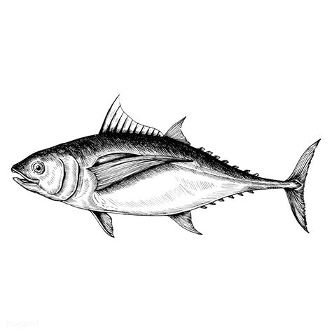 Hand Drawn Tuna Fish Premium Image By Fish Drawings