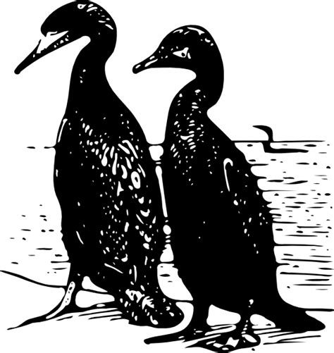Cormorants Clip Art At Vector Clip Art Online Royalty Free And Public Domain