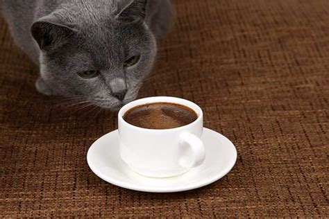 Even a cup may be too yes, some cats can drink a very small amount of cow's milk, but you should be careful. Can Cats Drink Coffee? A Look Into Possible Effects of ...