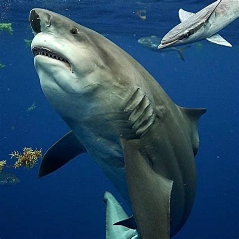 Rugby union predictions, tips & statistics, the most detailed statistics and predictions ahead of the league match between sharks vs bulls, rugby union predictions and all rugby tips and predictions, predictions 1x2, under/over 2.5, ht/ft, both to score, double chance. @sharkworld786 on Instagram: "This male Bull Shark is a ...