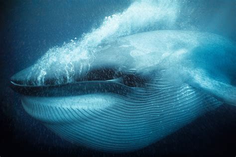 Unforgettable Underwater Photography In Pictures Whale Facts Blue