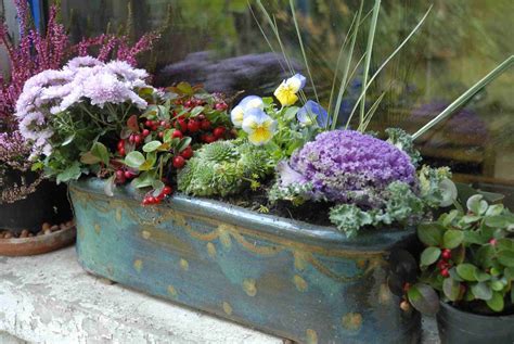 There may also be pests that are specific to some ornamental plants which are not listed below. Ornamental Cabbage or Kale: Plant Care & Growing Guide