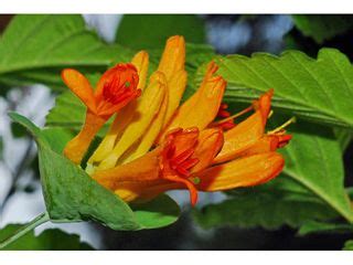 Companion plants assist in the growth of others by attracting beneficial insects, repelling pests, or providing nutrients, shade, or support. Lonicera ciliosa (Orange honeysuckle) - native to Utah ...