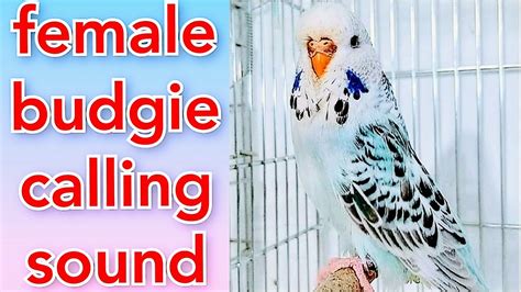 Female Budgie Mating Call Sound Female Budgie Calling Sound Love
