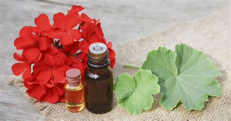 Geranium Oil Used As A Natural Remedy For Skin Problems