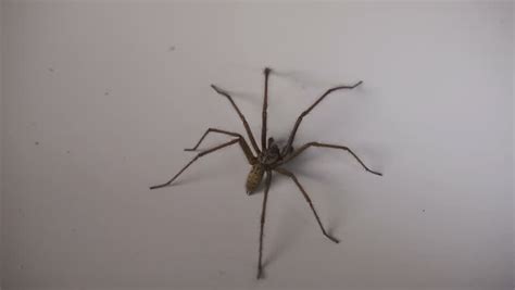 Tampa, fl we had big lou's provide us with a bouncy house for our family picnic at the univ. A Large House Spider Caught Stock Footage Video (100% ...