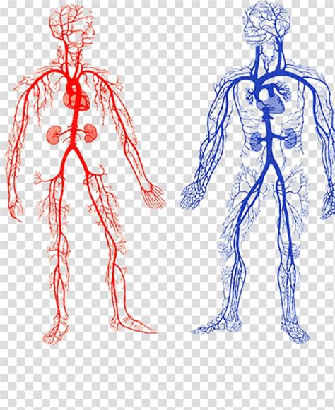 Body Veins Png Two Human Veins Chart Arteries And Veins Artery My XXX