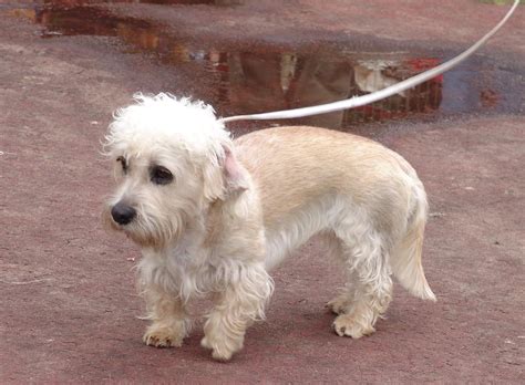 dandie dinmont terrier puppies rescue pictures information temperament animals breeds