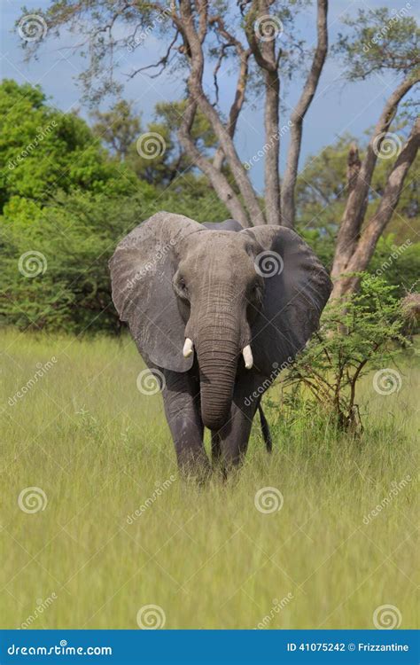 African Elephant In The Rainy Season In South Africa Stock Photo