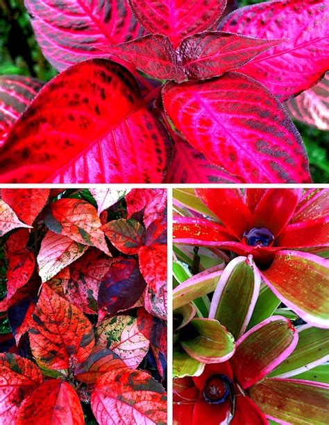 25 Red Flowering Tropical Plants Pihutasbia