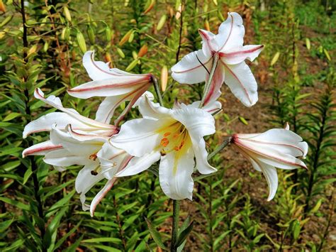 How To Care For Lilies After Flowering Encrypted Tbn0 Gstatic