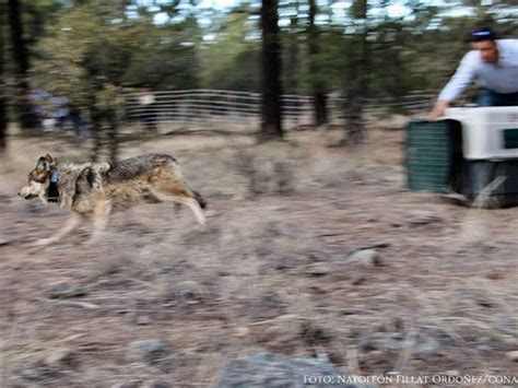 Mexican Gray Wolf Population In Arizona And New Mexico Remains Flat