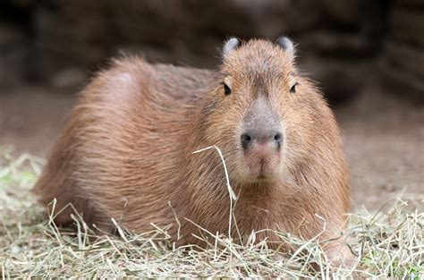 Curiosidades ¿conoces A La Capybara Cobayas Cuicui