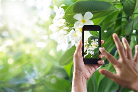 Plantsnap A Smart App That Identifies Plants Tapsmart