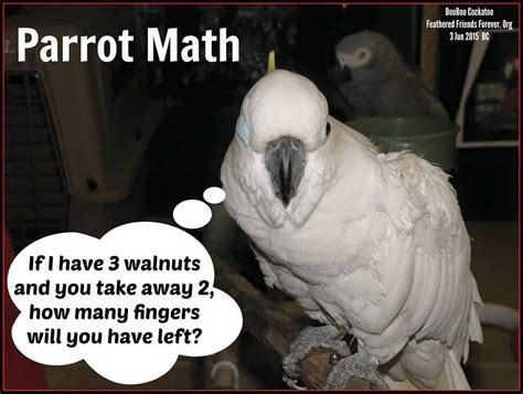 True Very True Parrot Pet Parrot Toys Parrot Bird Funny Birds