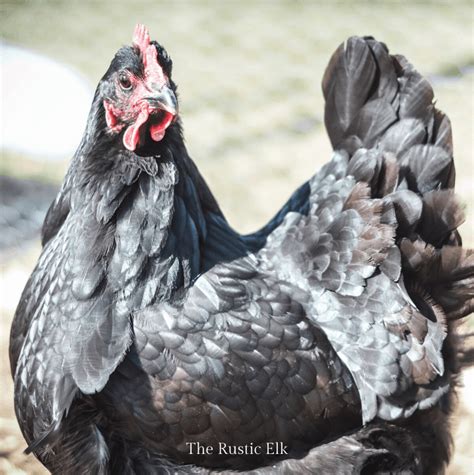 7 Heritage Chicken Breeds For Your Homestead • The Rustic Elk