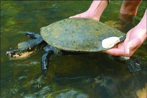 Female Johnstone River Snapping Turtle Elseya Irwini Just Before