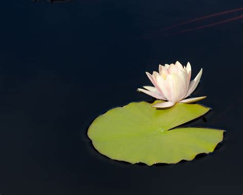 Water Lily Flower Free Photo On Pixabay