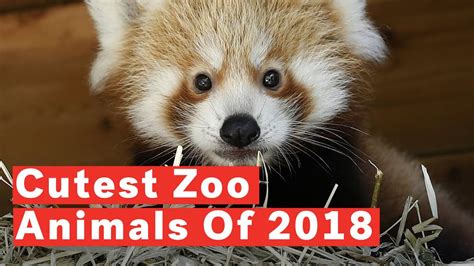 Top 10 Cutest Baby Zoo Animals Of 2018 Youtube