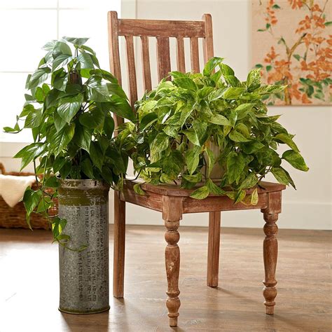 Pothos Plants Chair Pedestal Cf43013e Houseplants Low Light Plants