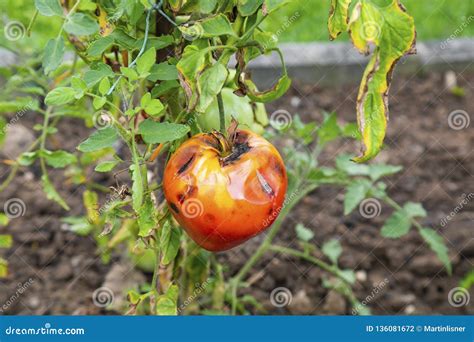 Rotten Tomato Royalty Free Stock Photography 27593087