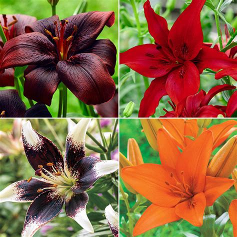Asiatic Lily Collection Brecks Premium Bulbs