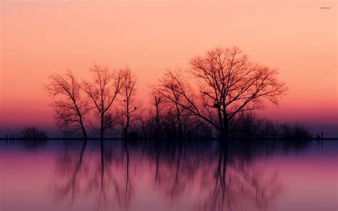 Pink Tree By Lake Wallpapers Wallpaper Cave