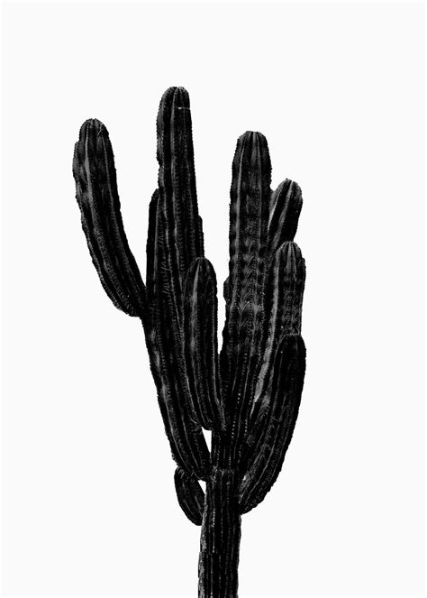 Illustrazione Artistiche Black Cactus Europosters