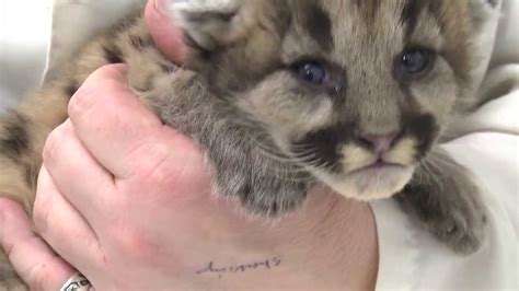 2 Week Old Cougar Orphans Chirping Youtube