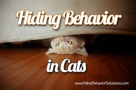 Hiding Behavior In Cats Feline Behavior Solutions Cat Behaviorist