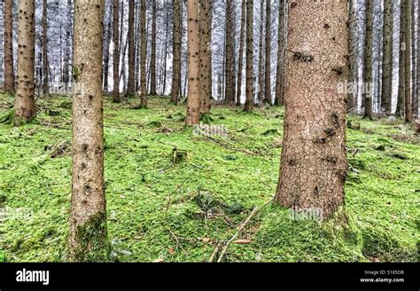 Pine Trees And Forest Undergrowth Hi Res Stock Photography And Images