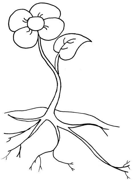 plant parts Colouring Pages