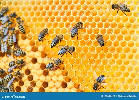 Macro Photo Of A Bee Hive On A Honeycomb With Copyspace Bees Produce