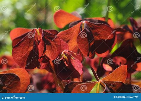 Red Oxalis Leaves Stock Photo Image Of Shamrock Plant 54088824