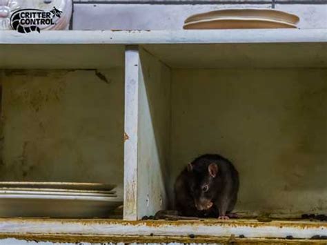 5 Effective Ways To Kill Rats Critter Control Of Polk County