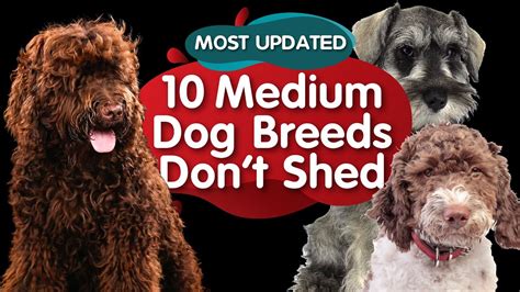 Top 10 Medium Size Dog Breeds That Dont Shed Most Updated Youtube