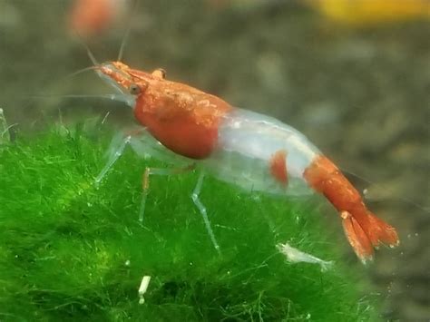 View Cherry Shrimp Breeding Cycle Png Cool Aquascaping