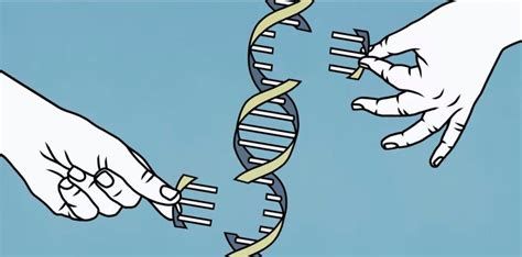 el código del genoma humano por fin está completo revista de prensa