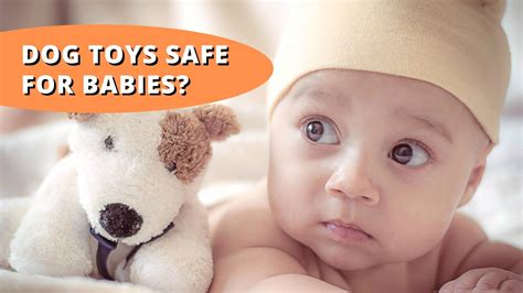 Dog Toys Safe For Babies What You Need To Know