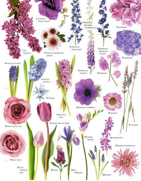What Are Names Of Purple Flowers Pin On Flower Dictionary Flower