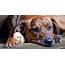 Plott Hound Dog Breed Information  Advisor