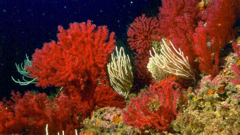 News Daily Spot A Study Reveals How Red Algae Accelerate The Melting