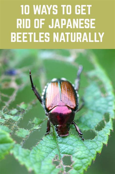 What Bugs Eat Japanese Beetles Whadoq