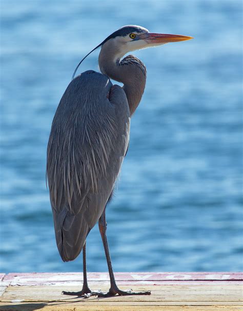 Great Blue Heron San Diego Bird Spot