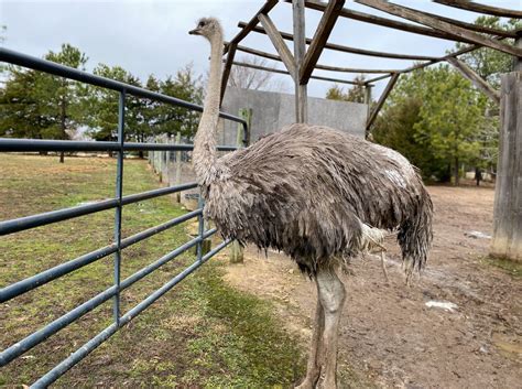 Overnight Rv Parking Helps Local Ostrich Farm