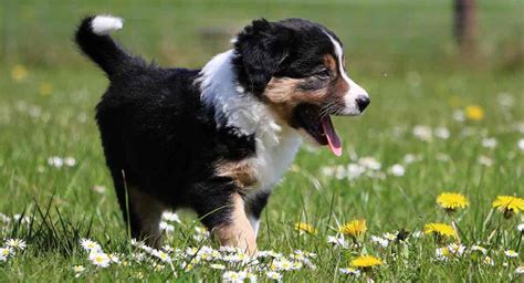 Mini Bernese Mountain Dog A Downsized Version Of The Gentle Giant